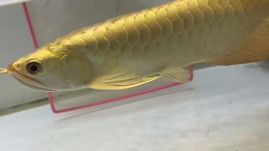 給我一些過背金龍魚和金頭金龍魚的照片