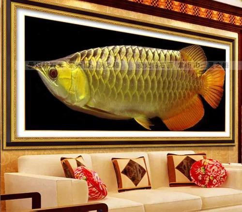 給我一些過背金龍魚和金頭金龍魚的照片