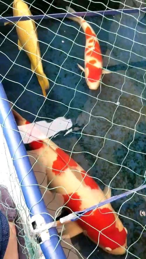 給我一些過背金龍魚和金頭金龍魚的照片