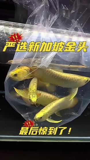 給我一些過背金龍魚和金頭金龍魚的照片