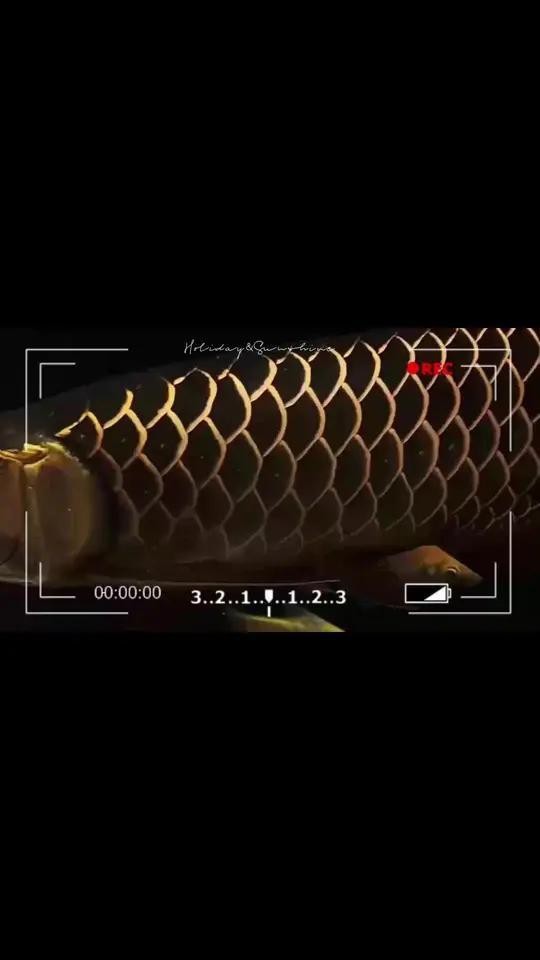給我一些過背金龍魚和金頭金龍魚的照片
