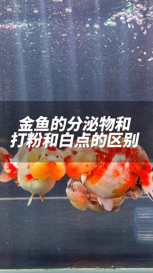 金龍魚里面有白點
