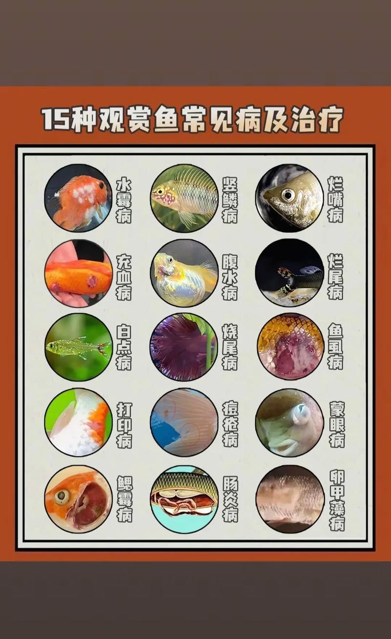 金龍魚里面有白點