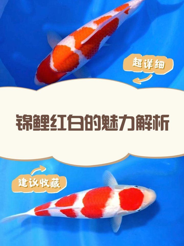 紅白色錦鯉寓意