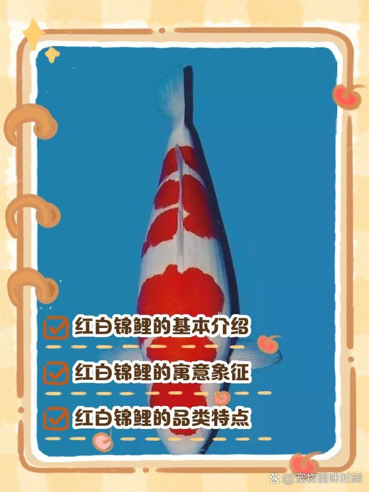 紅白色錦鯉寓意