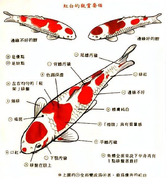 紅白色錦鯉寓意