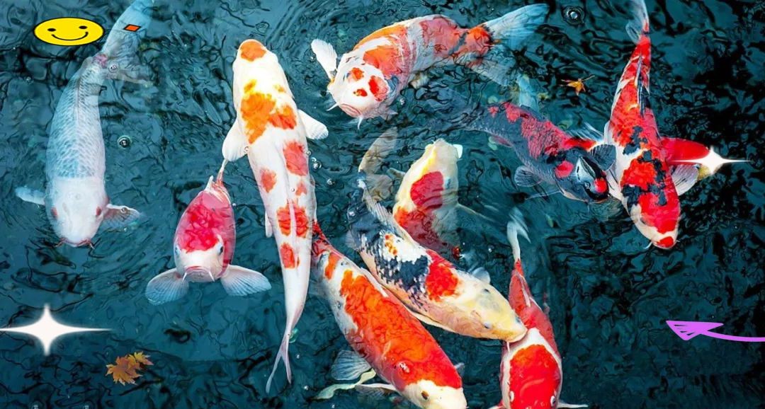 紅白色錦鯉寓意