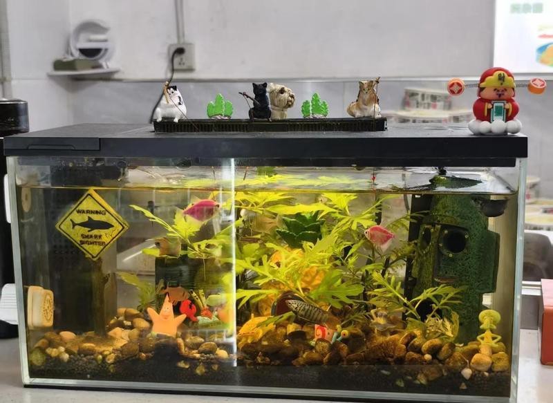 1988屬龍的人養幾條魚最好 1988屬龍的人養幾條魚最好 龍魚論壇 第5張