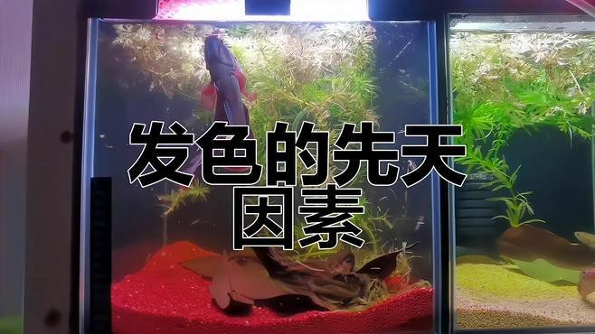 幻藍(lán)雷龍魚發(fā)色