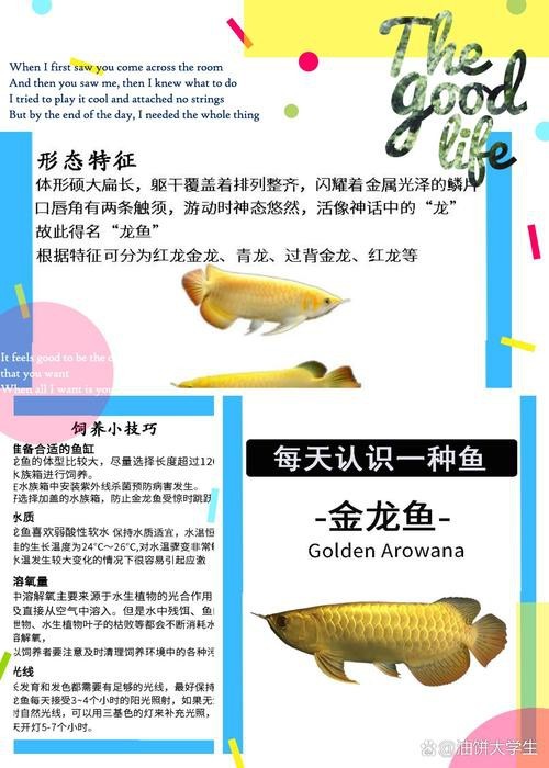 金龍魚是什么樣的魚圖片
