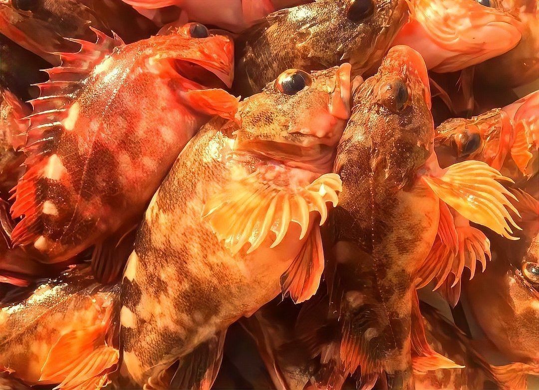 喜鵲花鳥長什么樣子，喜鵲花鳥圖對應的相關信息，喜鵲花鳥長什么樣子