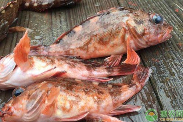 虎頭魚又叫什么魚