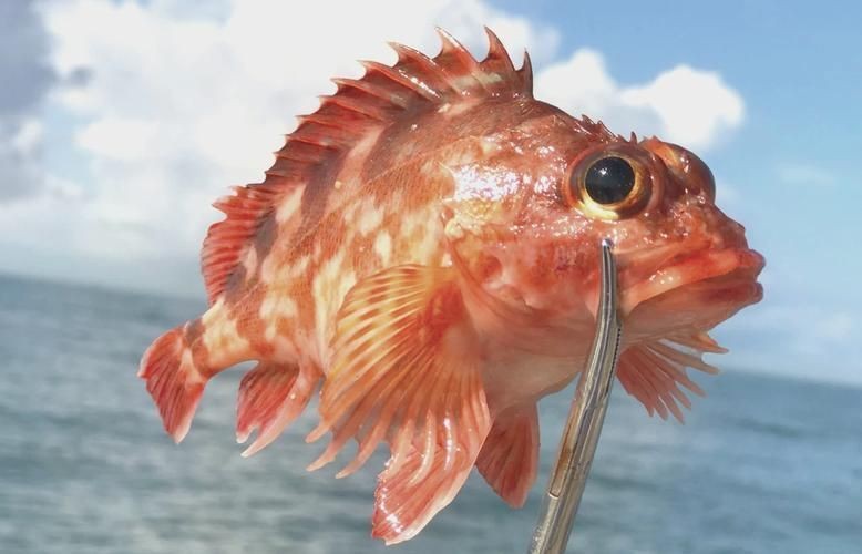 虎頭魚又叫什么魚