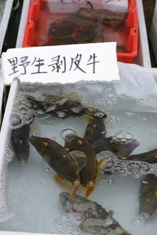 虎頭魚又叫什么魚