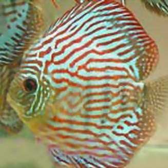 七彩神仙魚(yú)德松分幾種