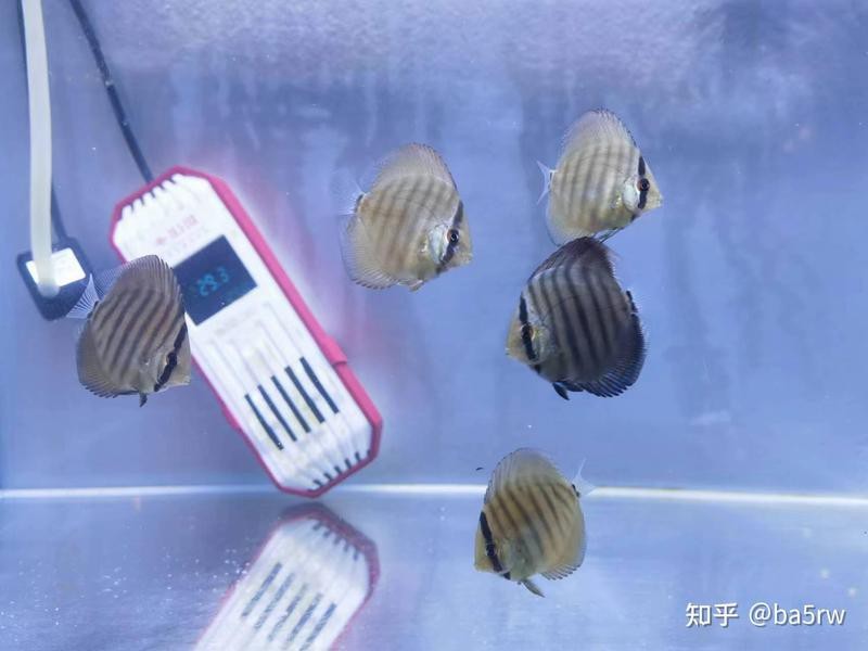七彩神仙魚(yú)德松分幾種