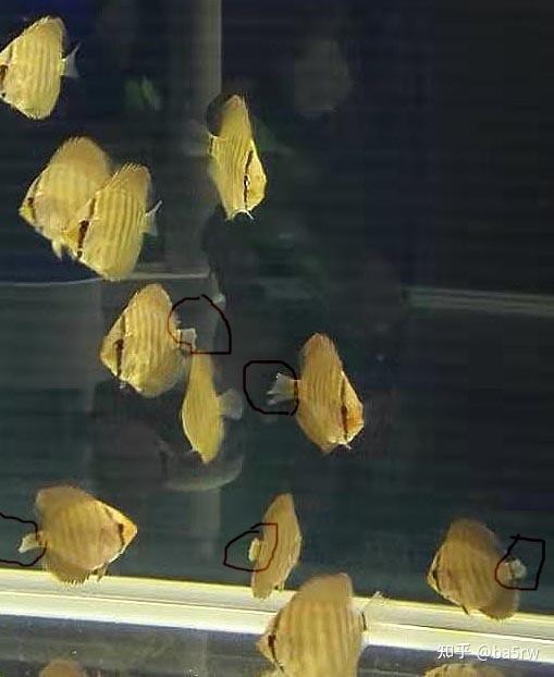 七彩神仙魚(yú)德松分幾種