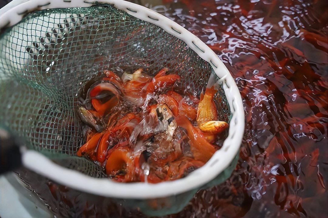 附近的觀賞魚養殖基地 附近的觀賞魚養殖基地 龍魚論壇 第5張