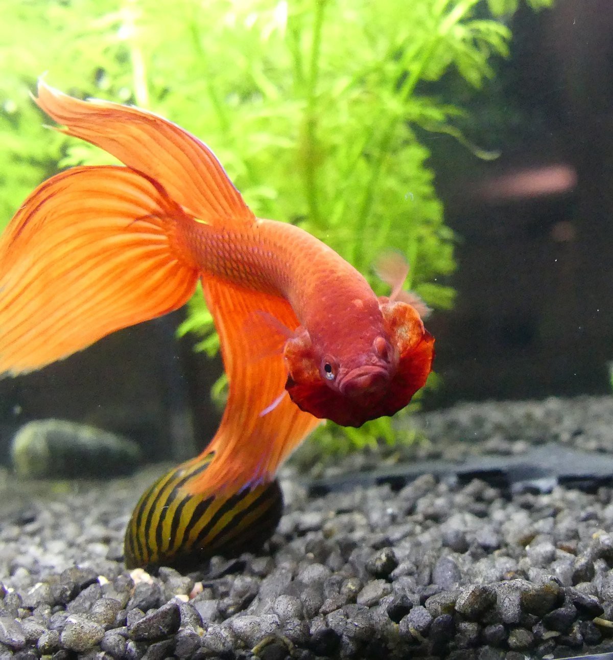 金魚品種大全及圖解