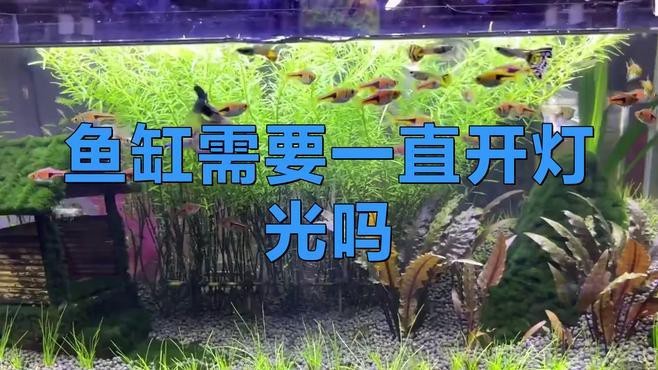魚缸開燈的6大忌 魚缸開燈的6大忌 龍魚論壇 第4張