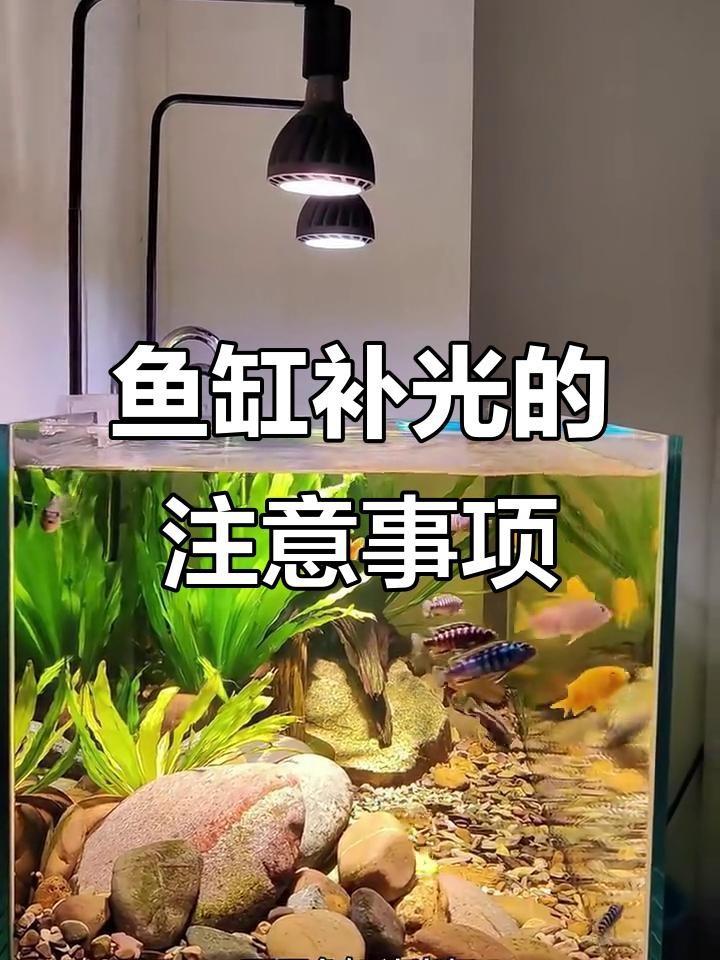 魚缸開燈的6大忌 魚缸開燈的6大忌 龍魚論壇 第7張
