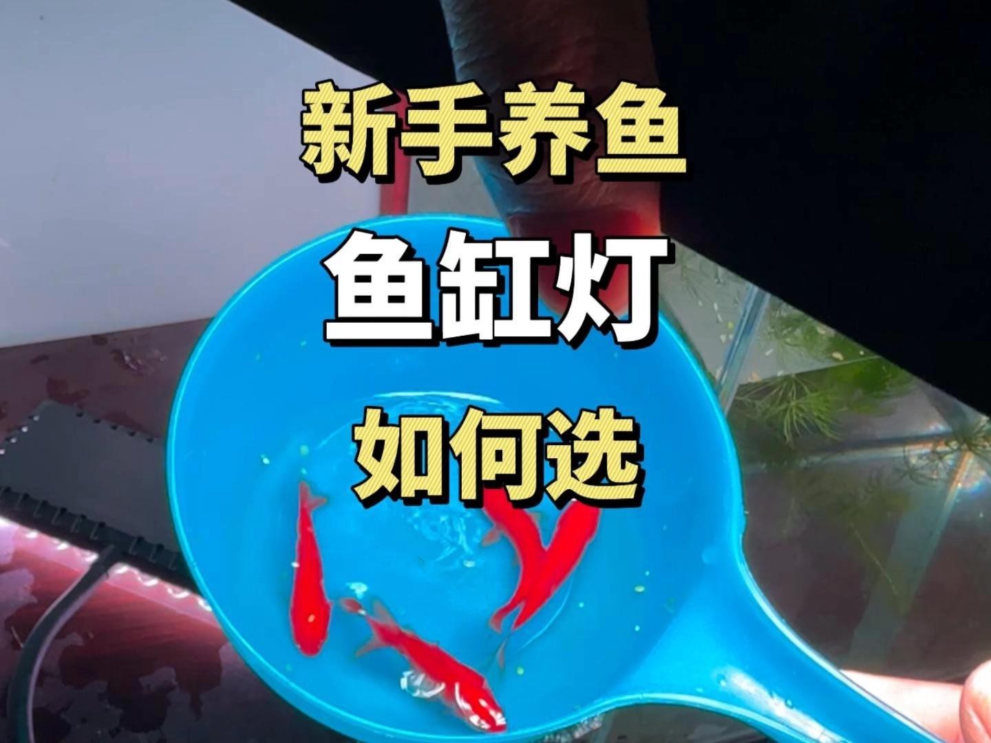 魚缸開燈的6大忌 魚缸開燈的6大忌 龍魚論壇 第9張