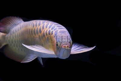 鶴崗市工農區魚來運起水族館（鶴崗魚池） 鶴崗市工農區魚來運起水族館（鶴崗魚池） 全國水族館企業名錄
