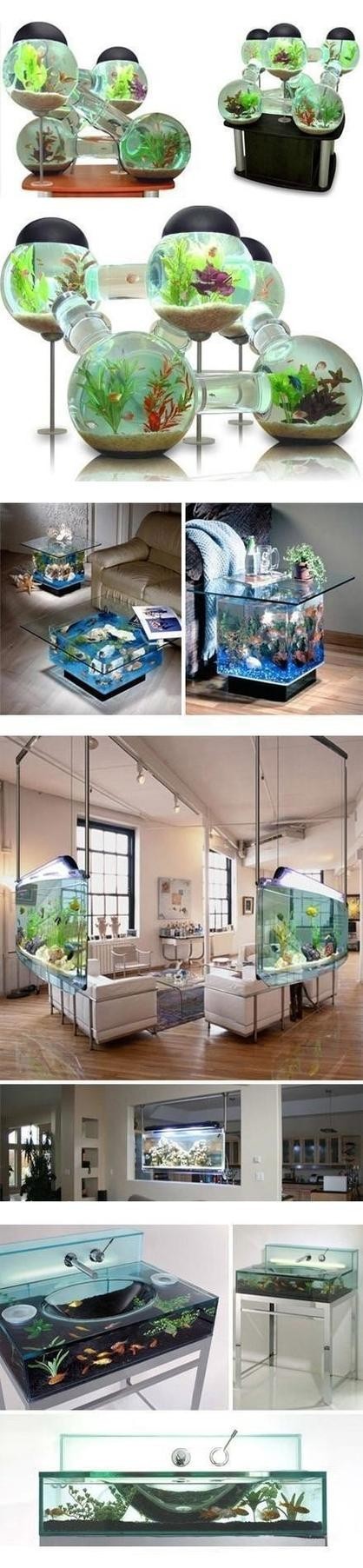 龍魚和貓一起養需要注意什么？