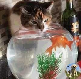 龍魚和貓一起養需要注意什么？