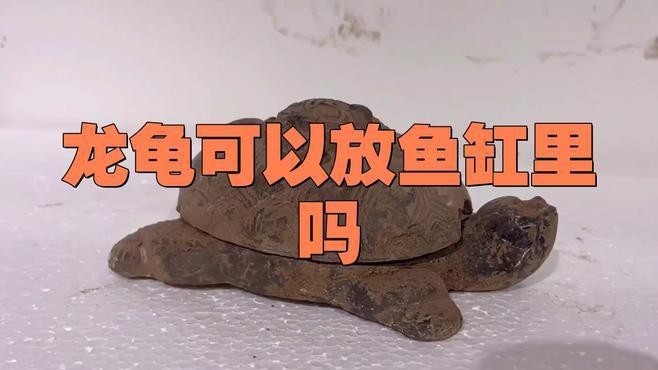 龍龜混養需要多大的魚缸？
