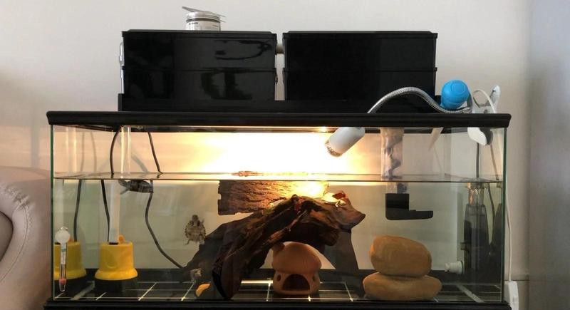 龍龜混養需要多大的魚缸？