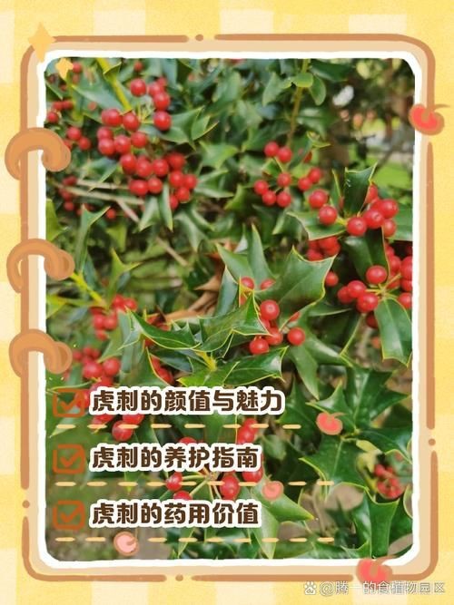 虎刺圖片大全大圖
