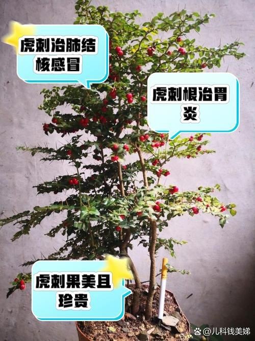 虎刺圖片大全大圖