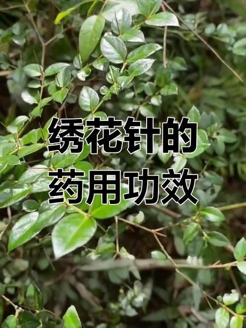 虎刺圖片大全大圖