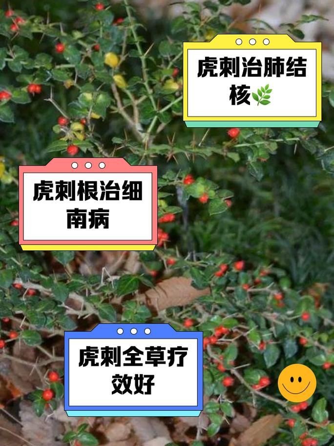 虎刺圖片大全大圖