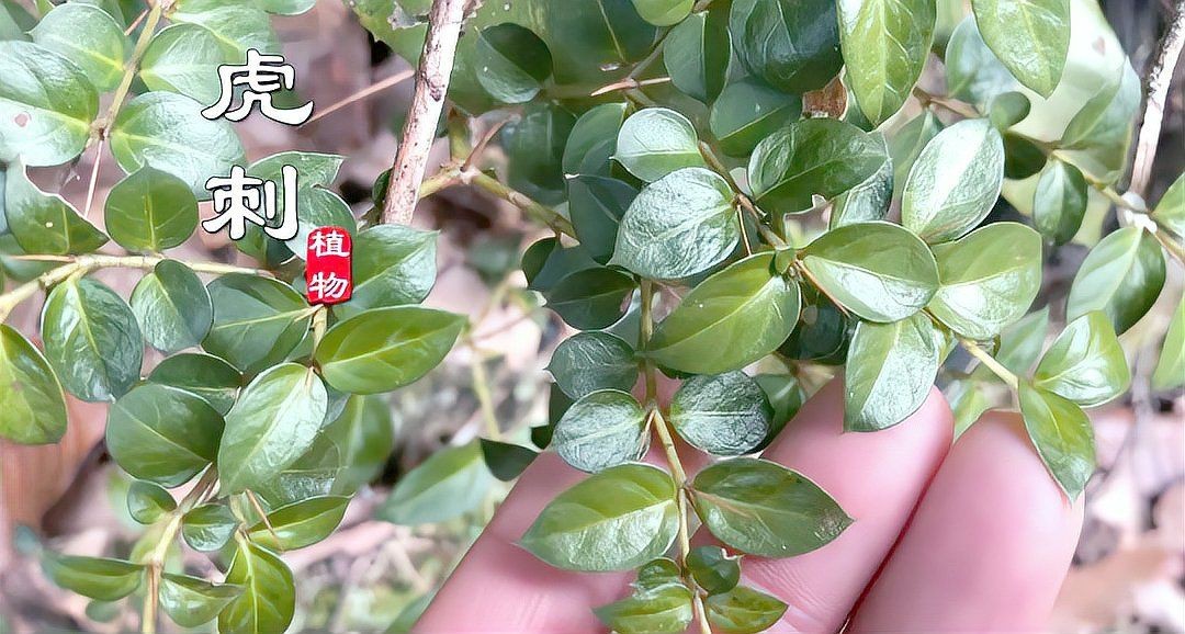 虎刺圖片大全大圖