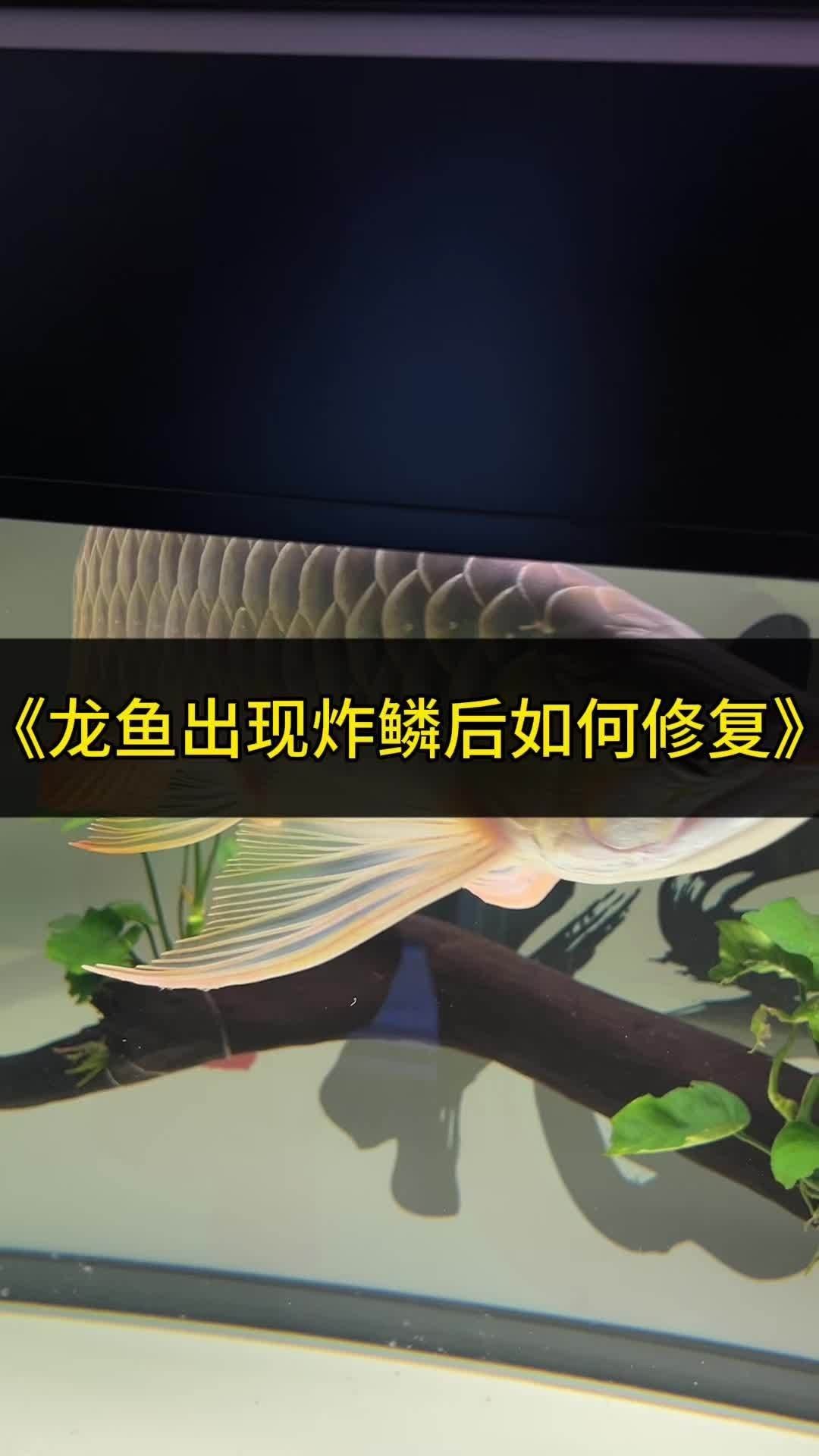 龍魚炸鱗后如何治療？