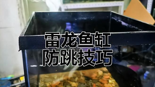 龍魚會跳缸嗎怎么回事視頻講解