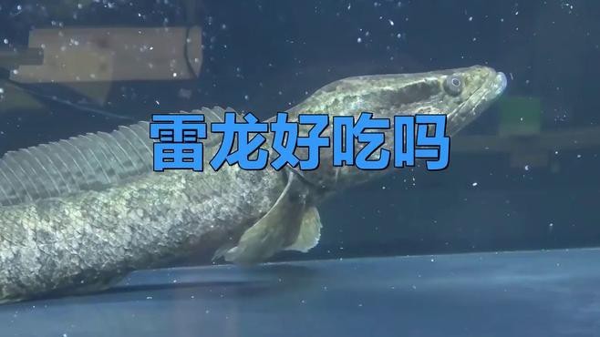 雷龍魚好吃還是黑魚好吃 雷龍魚好吃還是黑魚好吃 龍魚論壇 第3張