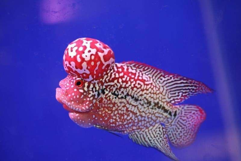 什么魚比龍魚兇