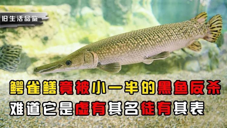 鱷雀鱔vs銀龍魚