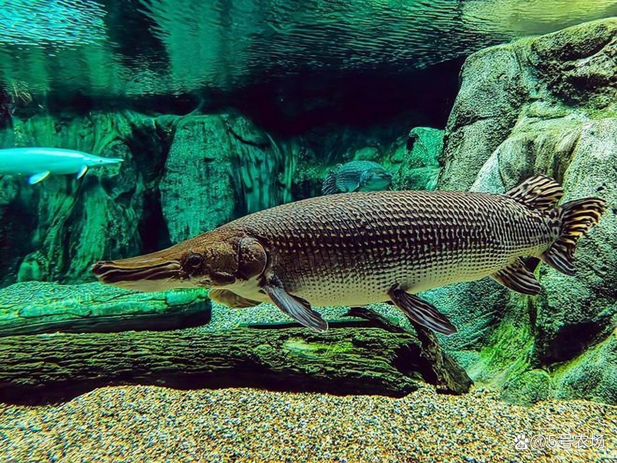 鱷雀鱔vs銀龍魚