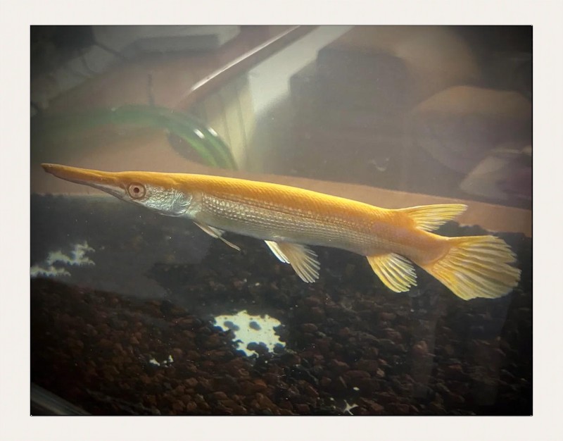 鱷雀鱔vs銀龍魚
