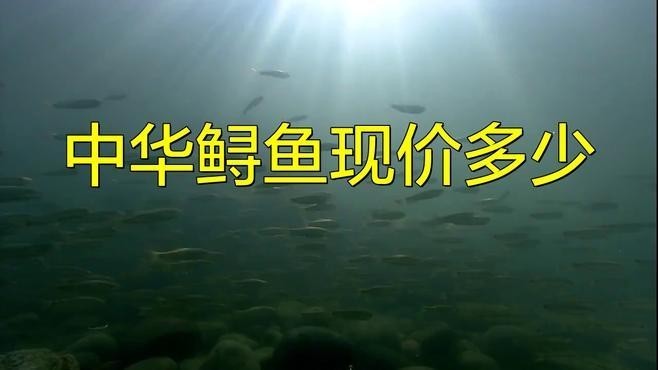 鱘龍魚(yú)價(jià)格一斤多少錢(qián)啊