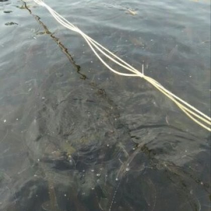 鱘龍魚(yú)價(jià)格一斤多少錢(qián)啊