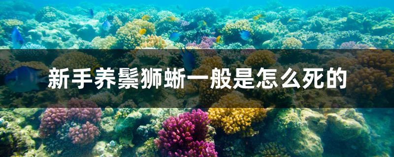 新手養鬃獅蜥一般是怎么死的