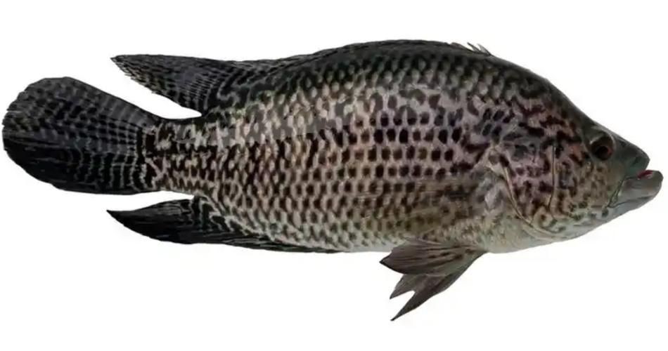 花斑魚圖片 花斑魚圖片 龍魚論壇 第1張