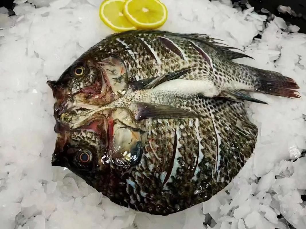 花斑魚圖片 花斑魚圖片 龍魚論壇 第5張