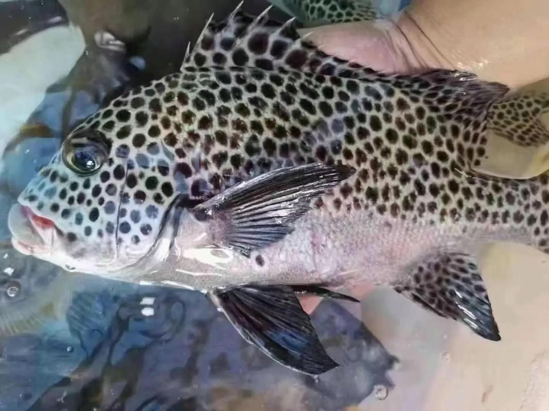 花斑魚圖片 花斑魚圖片 龍魚論壇 第6張
