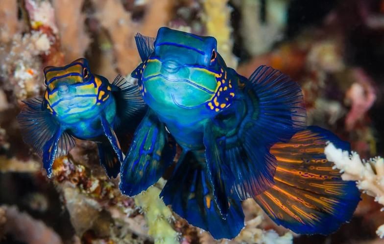 花斑魚圖片 花斑魚圖片 龍魚論壇 第14張